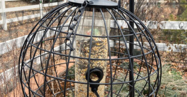 a bird feeder in a cage to keep squirrels out
