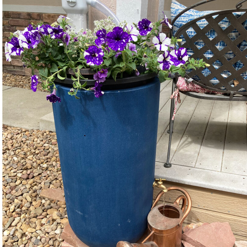 a blue rain barrel with purple flowers and a copper watering can
