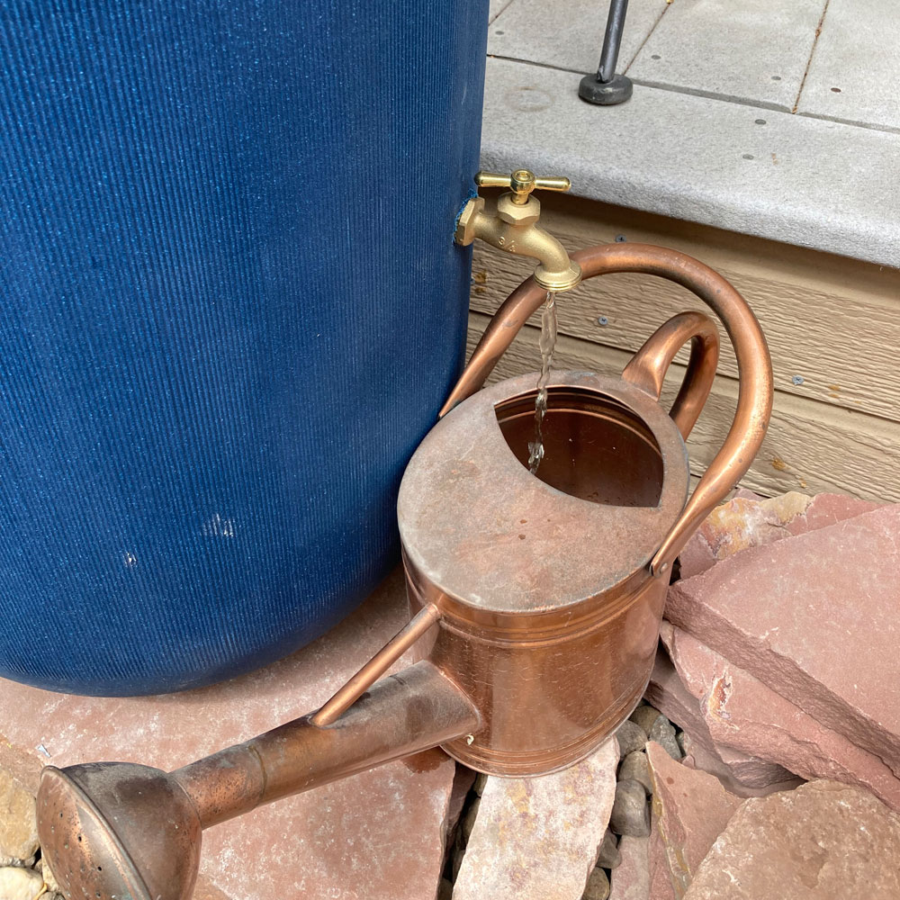 water spouting out of a rain barrel faucet into a watering can