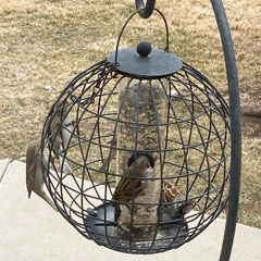 birds on squirrel proof globe feeder