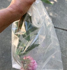 clean artificial flowers with salt plastic bag