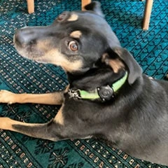 Apple AirTags for pet collar