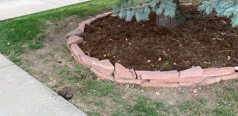 tree ring ideas lawn underneath an evergreen