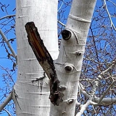 example of badly done tree limb trimming