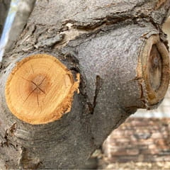 tree limb trimming two examples of where to cut