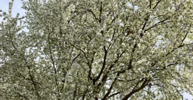 healthy tree after tree limb trimming