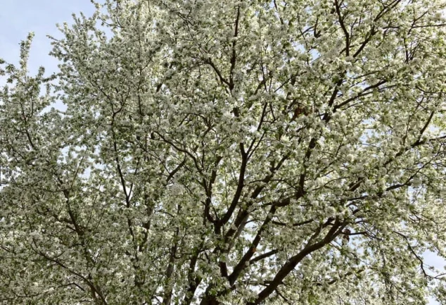healthy tree after tree limb trimming