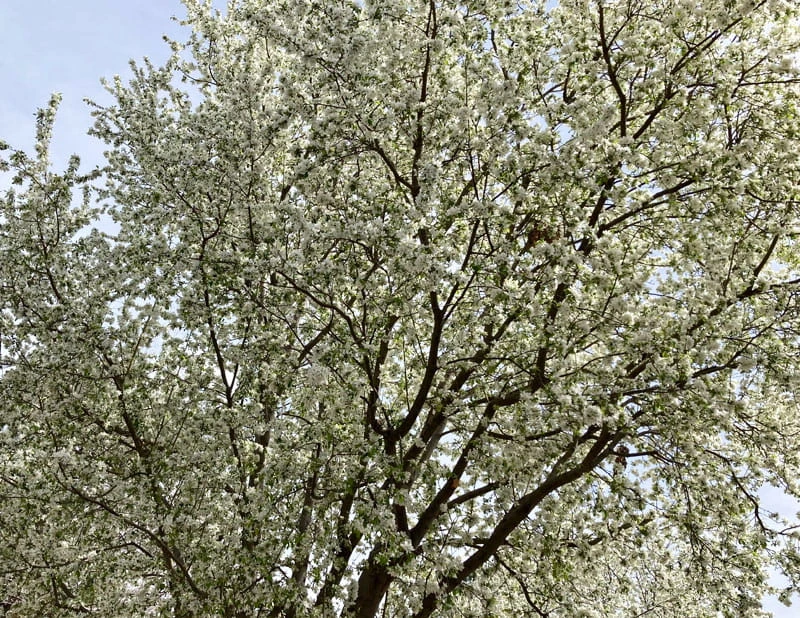 healthy tree after tree limb trimming